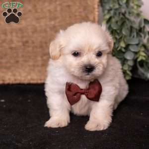 Marlin, Teddy Bear Puppy